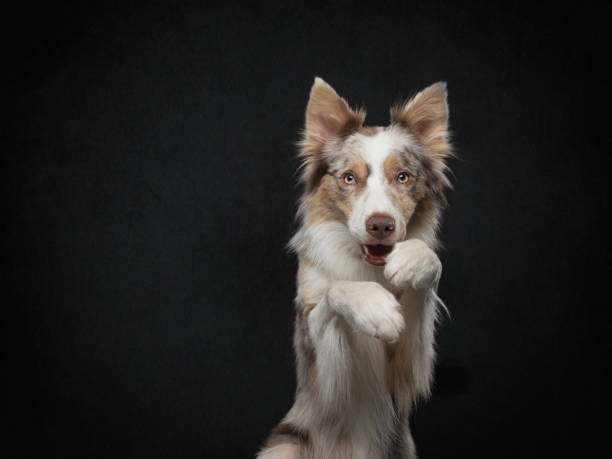 istock the dog waves paws. Funny border collie on a black background in the studio 1845975196