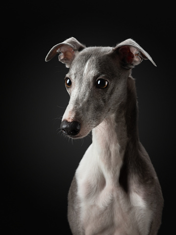 dog on a black background. Funny whippet in the studio. Beautiful light