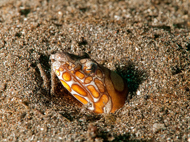 napolean snake aal-ophychthys bonaparti - napolean stock-fotos und bilder