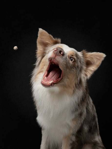 dog catch a food. Funny muzzle border collie. Wide angle. Pet on black