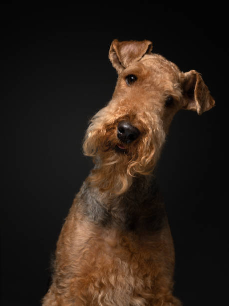 istock Airedale Terrier on a black background. pet profile portrait in studio light 1845975706