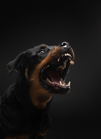 Angry dog with open mouth. Pet catches food. Rottweiler snarls on black background
