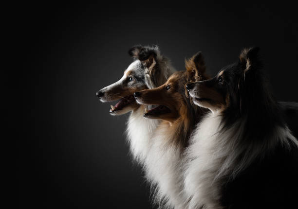 istock three dogs in silhouette light. Sheltie in a photo studio on a dark background. 1845975724