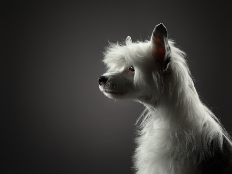 portrait of a Chinese crested dog on a dark background. nice Pet in the studio. Beautiful light