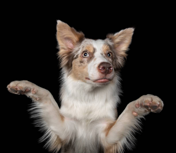 istock funny dog on a black background. smiling pet. Marble Border Collie posing 1845975739