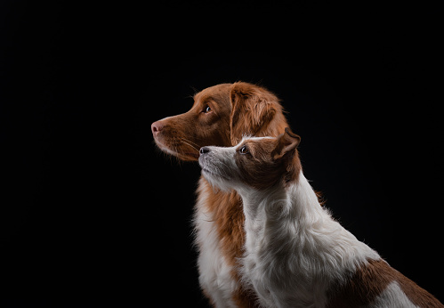 A Nova Scotia Duck Tolling Retriever and a Jack Russell Terrier stand alert in a studio setup, their gazes fixed off-camera, showcasing their elegant profiles and attentive expressions