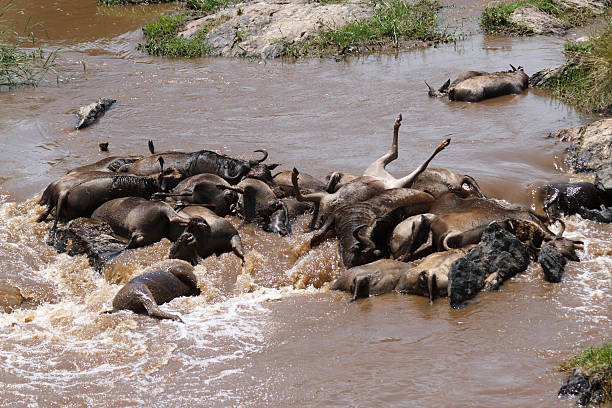 istock Carcasses of Wildebeests. Mara River. 184597587