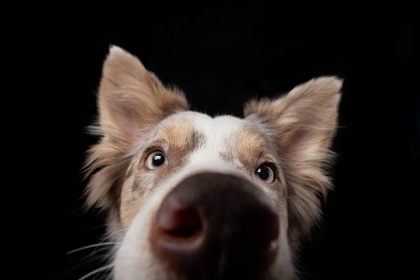 funny dog on a black background. smiling pet. Marble Border Collie posing
