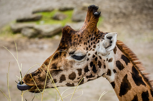 A close up of a giraffe eating dry plants.