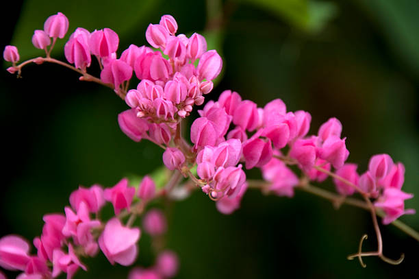 Pink Flower - Prunus Campanulata