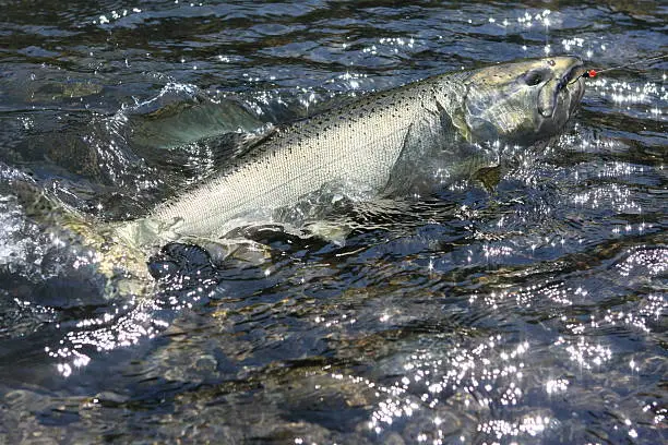 A Chinook Salmon is on the line caught and released in a river in Washington State.