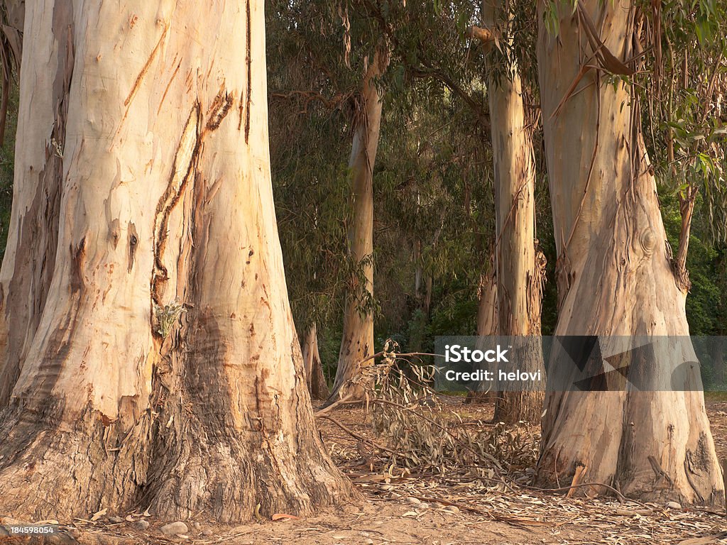 Eucalyptus trunks in evening light "Eucalyptus trunks in evening light in town Porto in Corsica, France." Corsica Stock Photo