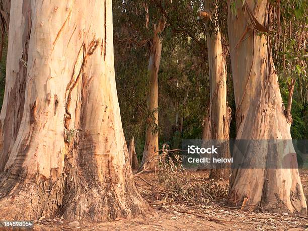 Eucalyptus Trunks In Evening Light Stock Photo - Download Image Now - Corsica, Porto - Corsica, Beauty In Nature