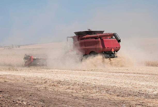 が採取ウィイートの夏 - dirt wheat washington state palouse ストックフォトと画像