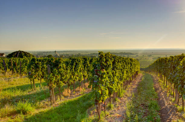 Vineyard in very early morning sun stock photo