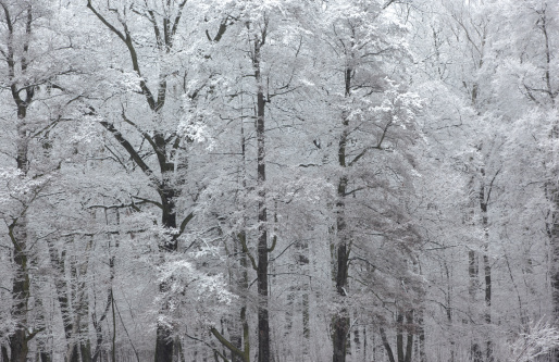 A panoramic closeup of snow covered tree branches captured in a garden in winter
