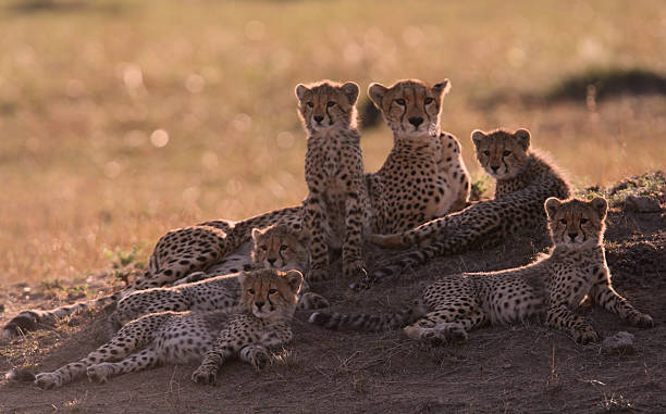 istock Cheetah Family 184598440