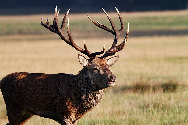 istock Red deer stag preparing to rut 184598590
