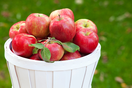 A painted wooden basket of juicy ripe Honey Crisp apples displayed outdoors.  The Honeycrisp (Malus domestica 'Honeycrisp') is an apple cultivar developed at the University of Minnesota and released in 1991.  The popular Honeycrisp apple is valued due to its sweetness and firm texture as well as it's shelf life.