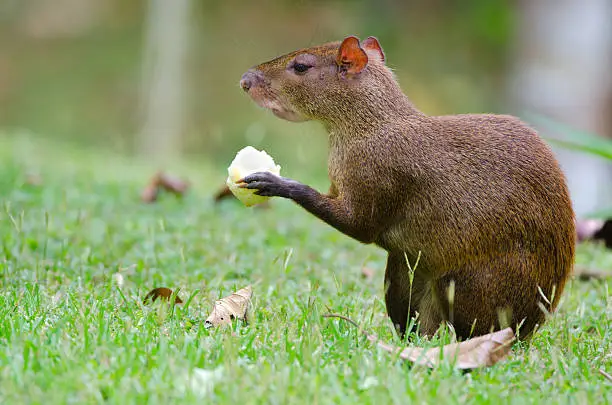 Agouti from Panama, a small mammal from Central & South America.