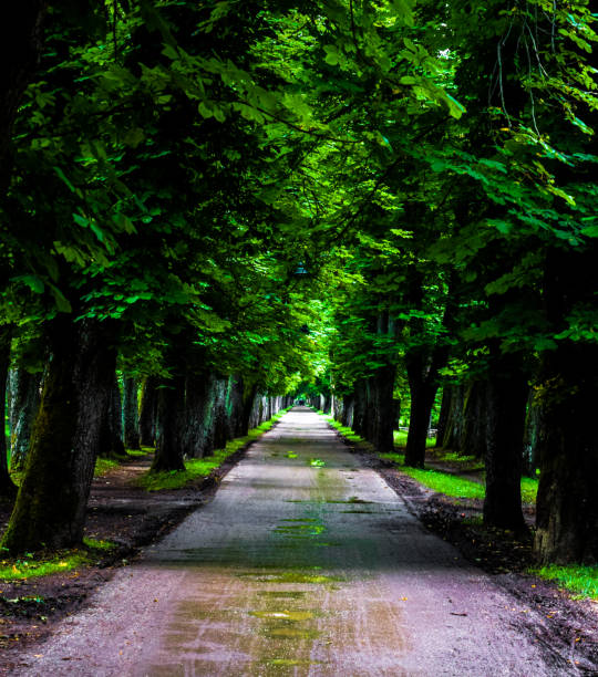 istock Archway - Green trail and car road 1845989274