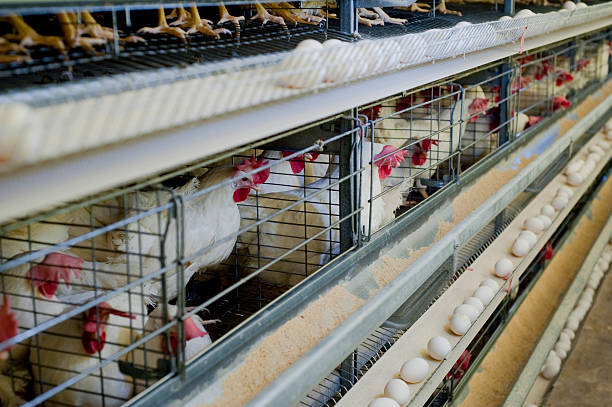 Poultry hens lined up in cages with eggs on a conveyor belt stock photo