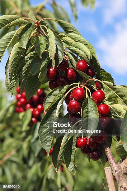 Washington Cherries Expressão Inglesa - Fotografias de stock e mais imagens de Cereja - Cereja, Condado de Yakima, Yakima