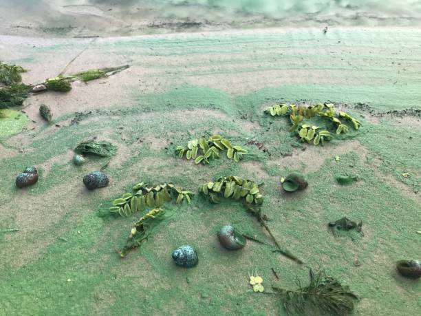 Sandy beach colored into green color