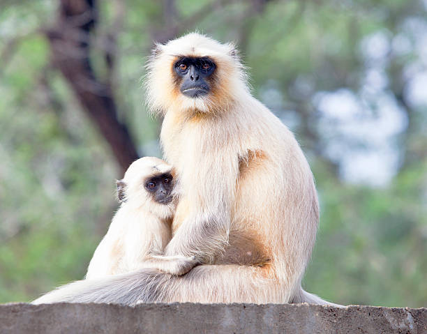 istock Blackfaced langur monkey with baby, Ranthambore, India. 184599397