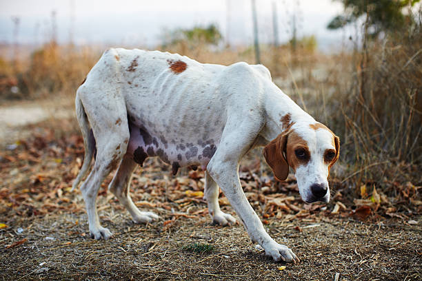 Poor dog Starving dog looking for food nasty dog stock pictures, royalty-free photos & images