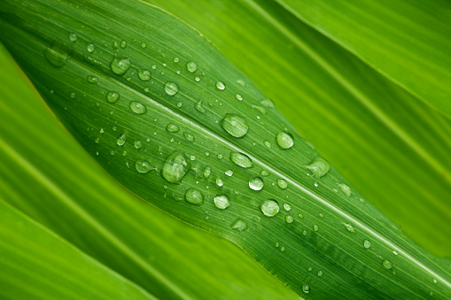 green corn leaves with raindrops