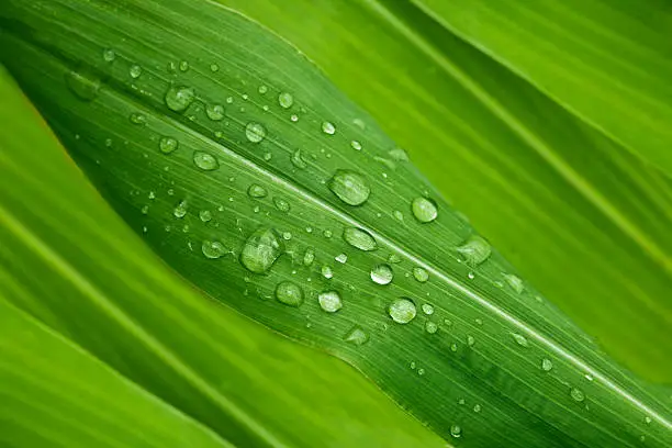 green corn leaves with raindrops