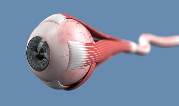 eyeball with muscles and optic nerve - dieren netvlies stockfoto's en -beelden