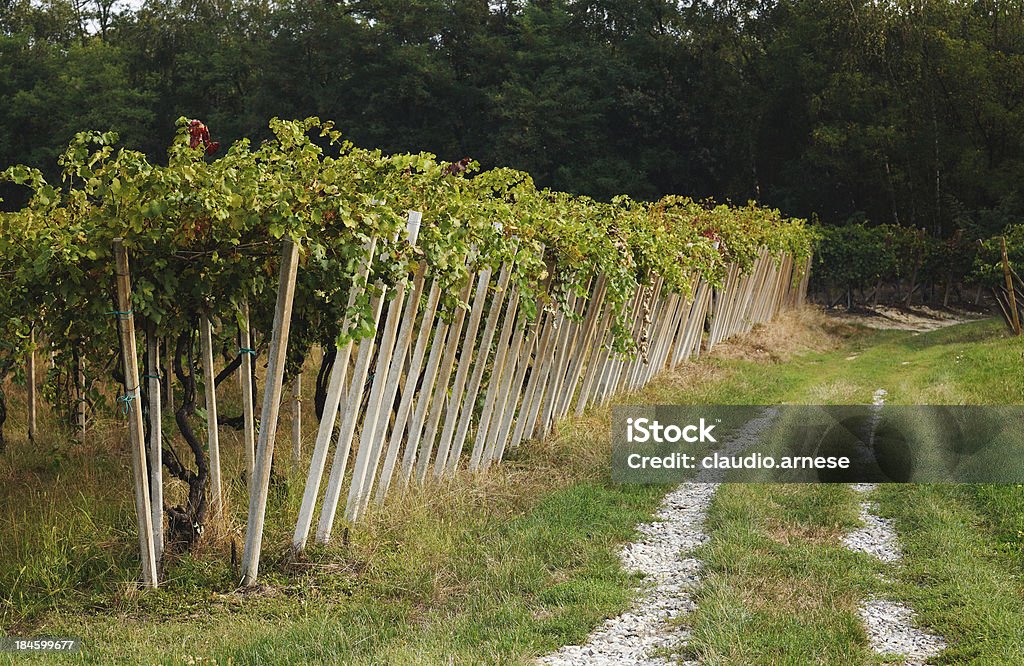 UVA. Immagine a colori - Foto stock royalty-free di Agricoltura