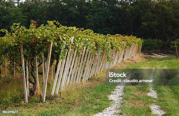 Uva Immagine A Colori - Fotografie stock e altre immagini di Agricoltura - Agricoltura, Ambientazione esterna, Attività agricola