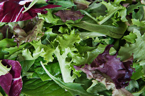 mistura de alface - leaf vegetable radicchio green lettuce - fotografias e filmes do acervo