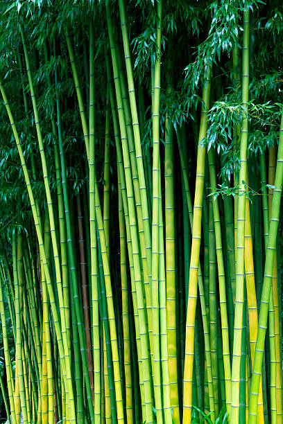 Free Stock Photo of Towering Bamboo Trees in a Forest | Download Free ...