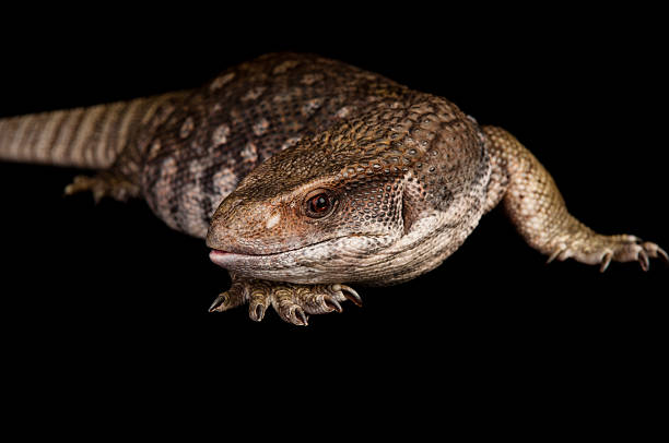 istock Savannah Monitor 184599883