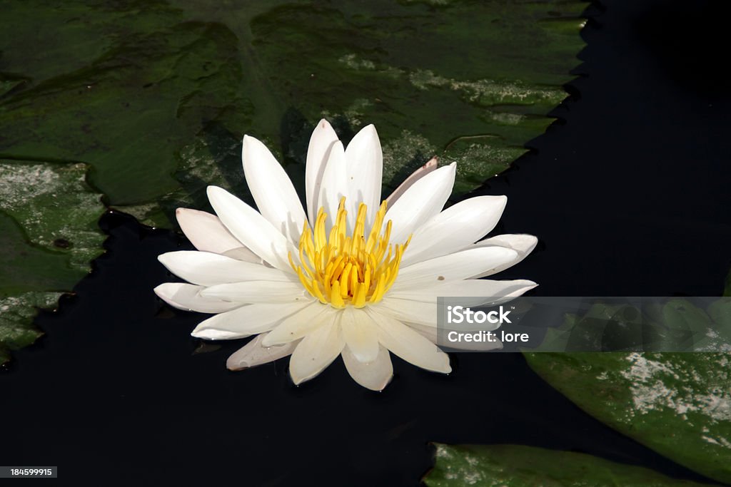 Water Lily Water Lily, Bali Asia Stock Photo