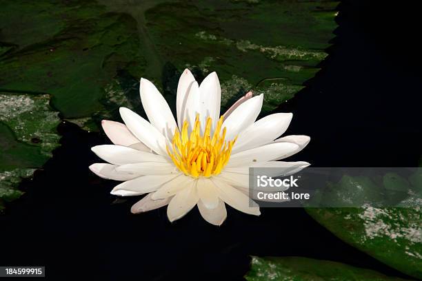 Water Lily Stock Photo - Download Image Now - Asia, Bali, Beauty In Nature