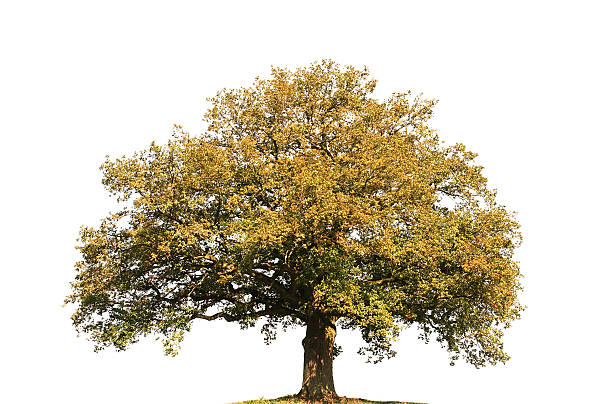 Old oak tree early  fall on white background stock photo