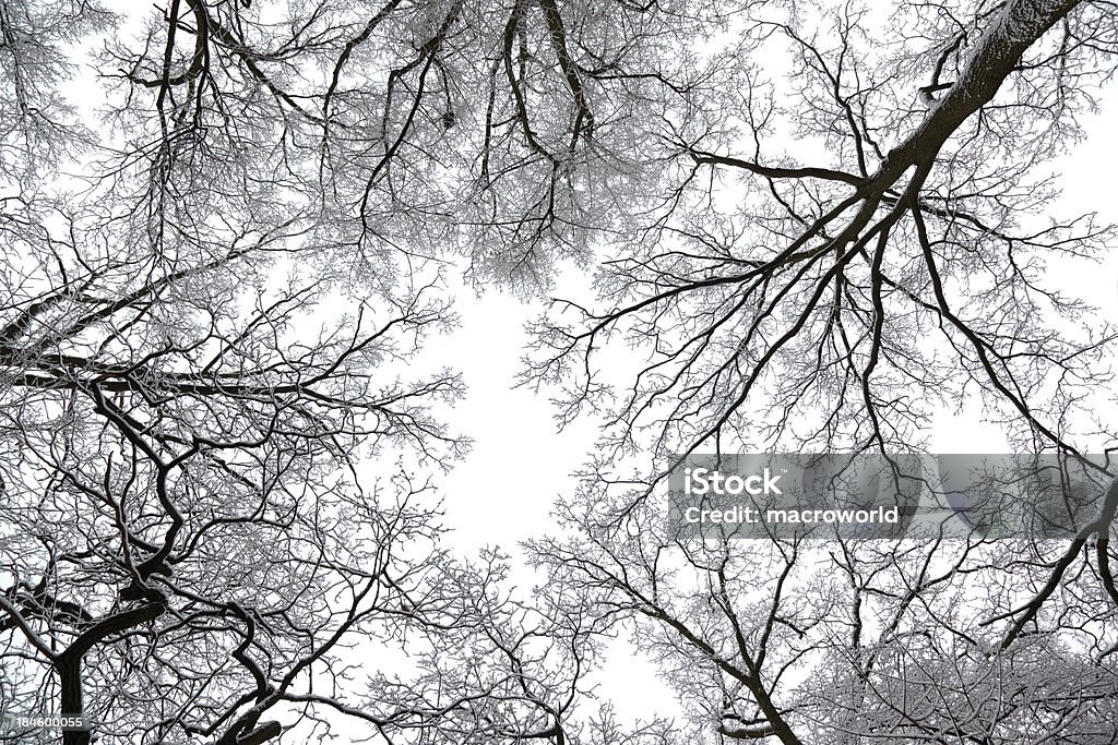 Invierno, el ángulo tan bajo de la toma - Foto de stock de Abedul libre de derechos