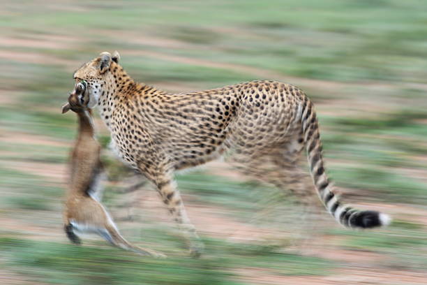 gepard polowanie - thomsons gazelle zdjęcia i obrazy z banku zdjęć