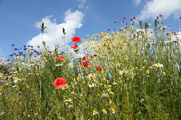 istock summer meadow with cornflower poppy camomile and blue sky 184600557
