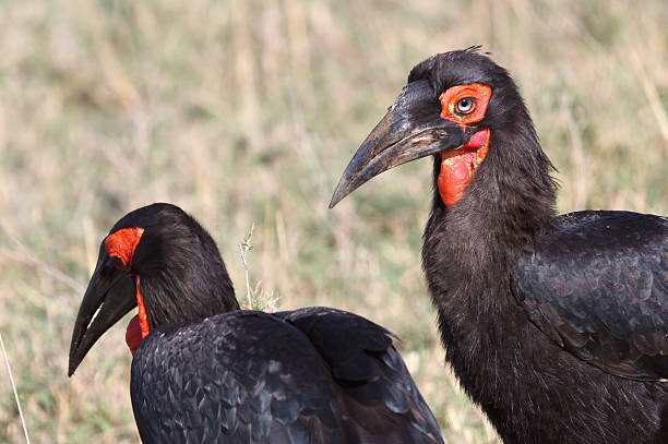 istock Africa, Ground-Hornbill Bird, Masai Mara 184600620