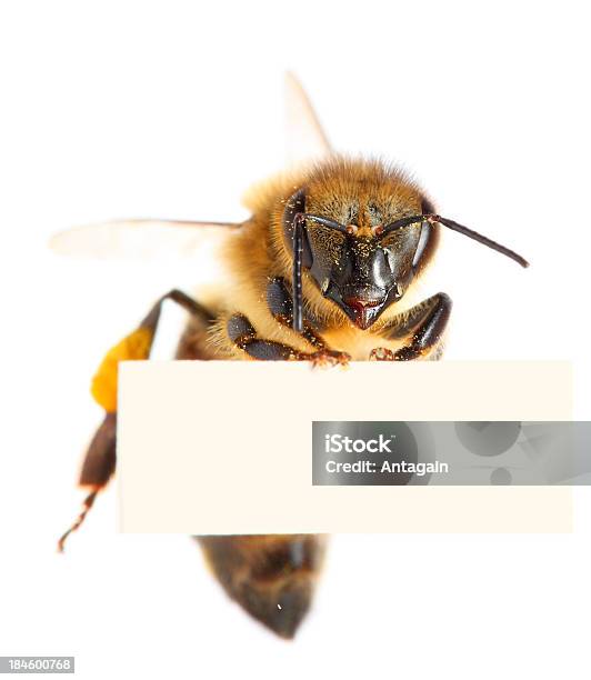 Пчела Держит Пустой Плакат — стоковые фотографии и другие картинки Пчела - Пчела, Белый фон, Афиша