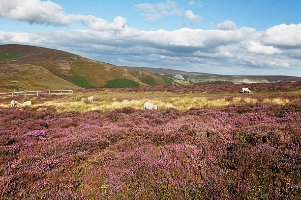 istock Heather and Sheep in Denbighshire, , Wales 184601049