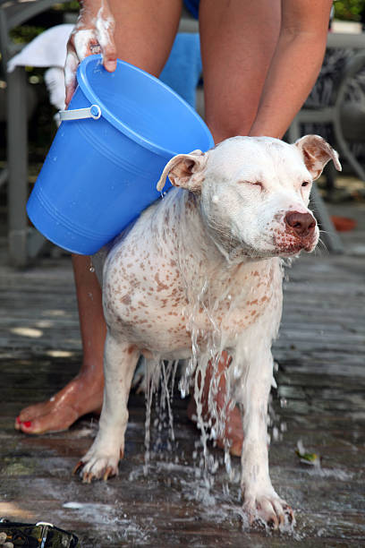 Dog Wash stock photo