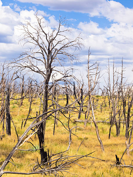 istock Dry bare trees in new grass against blue cloudy sky 184601324