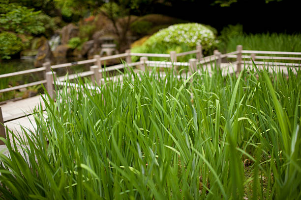 Long Grass in the Backyard stock photo